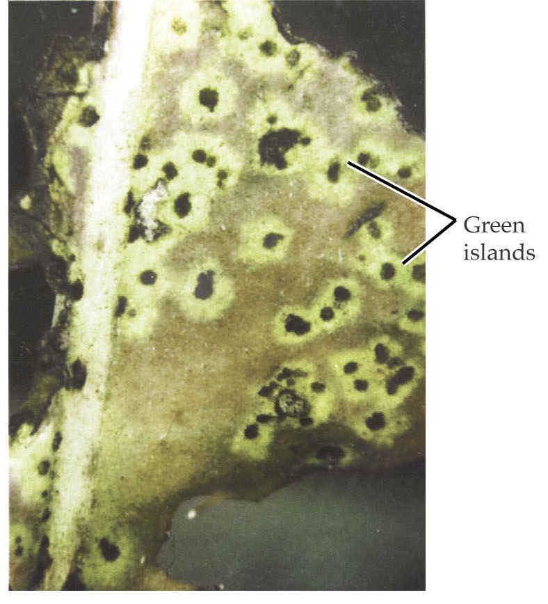 6 Cytokininy potlačují senescenci - koncentrace cytokininů se snižuje ve stárnoucích pletivech - aplikace cytokininů způsobuje zpoždění senescence Cytokininy se vyskytují v zóně obklopující