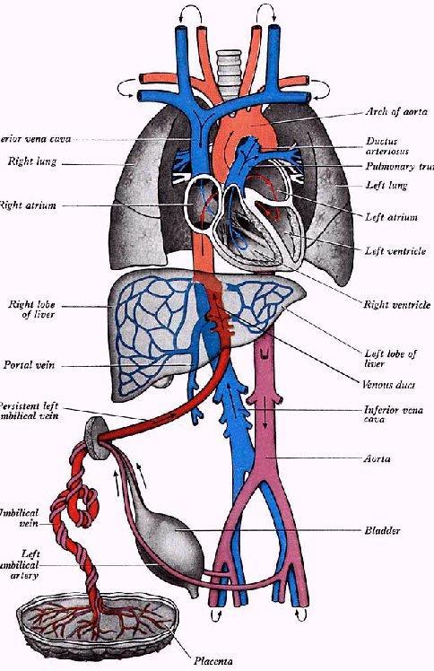 Fetální krevní oběh 2 aa.