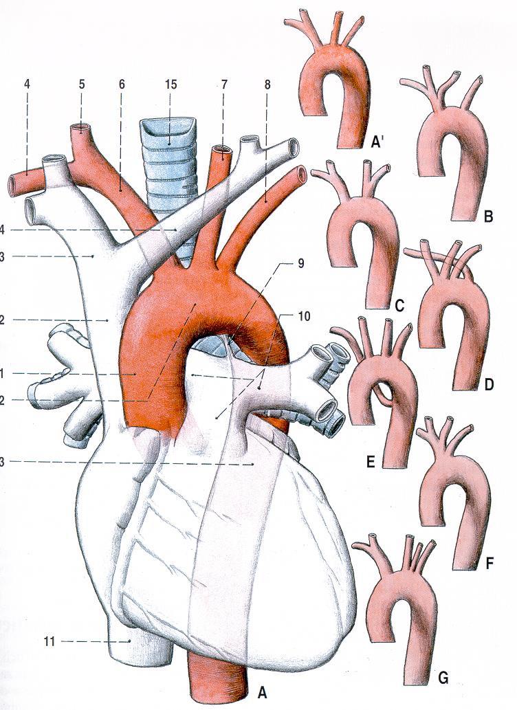 Odstup tepenných kmenů z arcus aortae 6-truncus brachiocephalicus