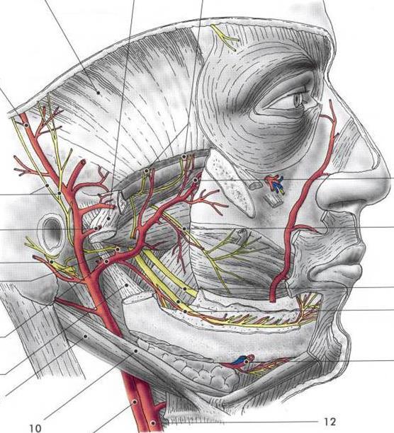 2. 1. a.temporalis superficialis 1. 2. a.maxillaris ( čelisti, patro, nos.