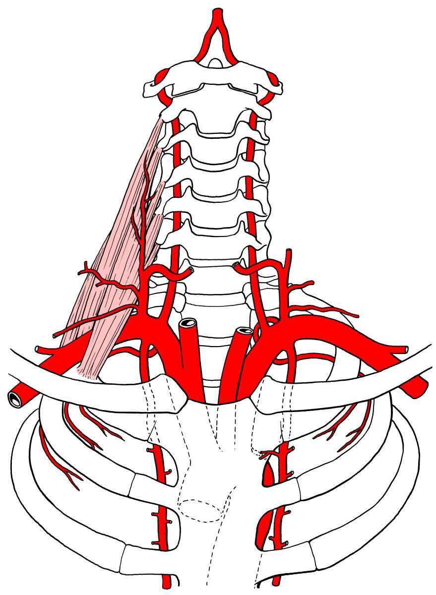 A. SUBCLAVIA A.