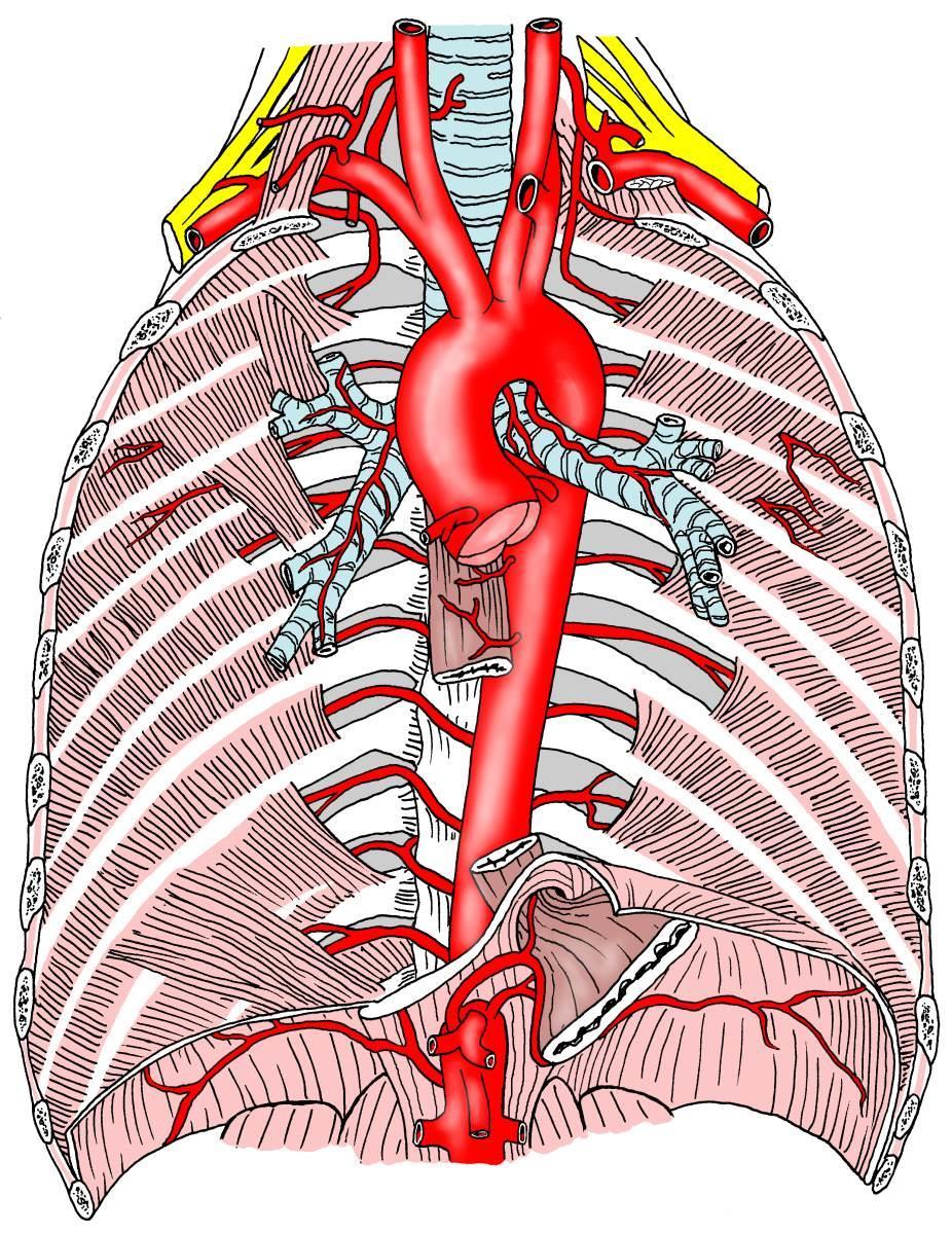 arcus aortae aorta ascendens odstup aa.