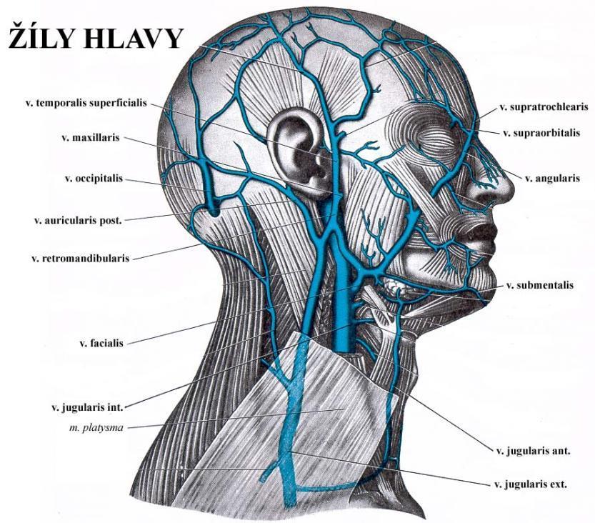 Sinus sagittalis superior et