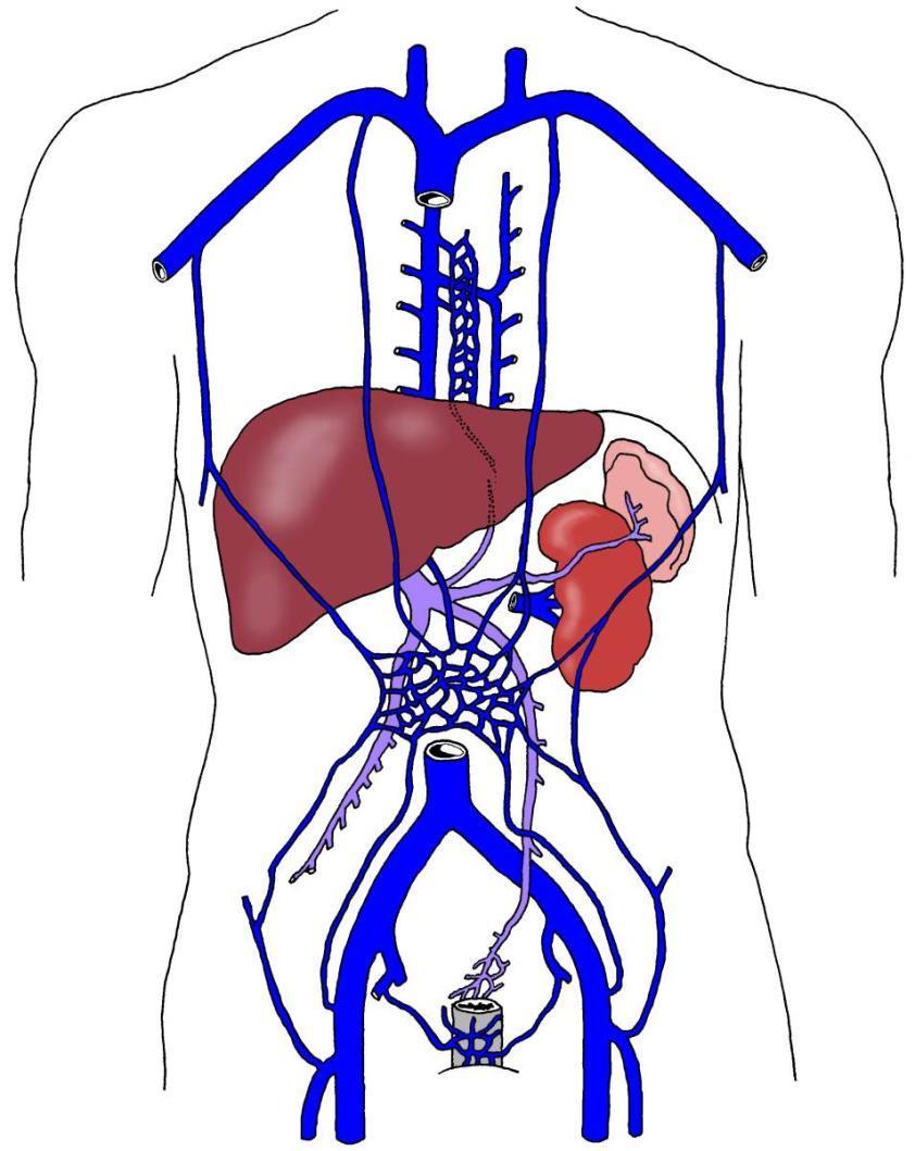Portokavální anastomosy Spojky mezi periferním řečištěm v. portae a vv. cavae Zvětšují se při zhoršeném průtoku játry či v. portae (portální hypertenze) a) spojky v.