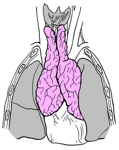 Brzlík (thymus) lymfoepitelový orgán primární lymfatický orgán lobus dx. et sin.