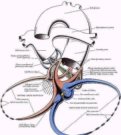 anulus fibrosus dexter Valva bicuspidalis valva