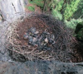Jedno hnízdo bylo opuštěno na počátku hnízdění, ve druhém skalním hnízdě byla tři již velká mláďata koncem června nalezena uhynulá. Něco podobného jsme pozorovali již v letech 2009 a 2012.