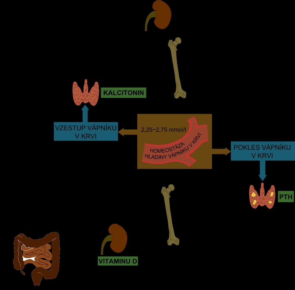 Obrázek 1. Kalciofosfátový metabolismus (http://www.wikiskripta.eu/index.php/kalciofosf%c3%a1tov%c3%bd_metabolismus, dostupné 17. 3. 2016) 3.