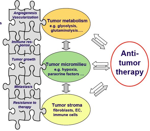 Nádor jako komplexní tkáň ) nádorové buňky buňky podpůrné (fibroblasty, endotel, imunitní systém.