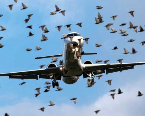 Hlavní údaje týkající se událostí souvisejících se střety letadel s ptáky ÚZPLN obdržel celkem 188 hlášení událostí spadajících do kategorie střetu s ptáky, případně zvěří.