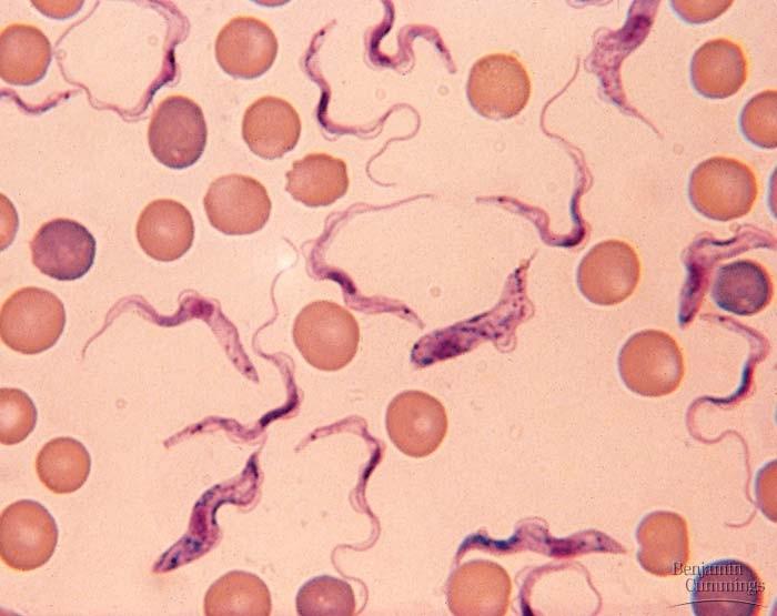 TRYPANOSOMY africké trypanosomy americká trypanosoma Trypanosoma