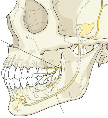 Všechny tyto svaly jsou párové a většina z nich se přímo účastní elevace mandibuly.
