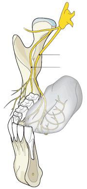 pterygoideus lateralis m. pterygoideus medialis m. masseter Obrázek 4.6: Žvýkací svaly [20] 4.