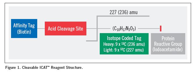 icat Isotope Coded Affinity Tags Isotope coded tag: Obsahuje 9