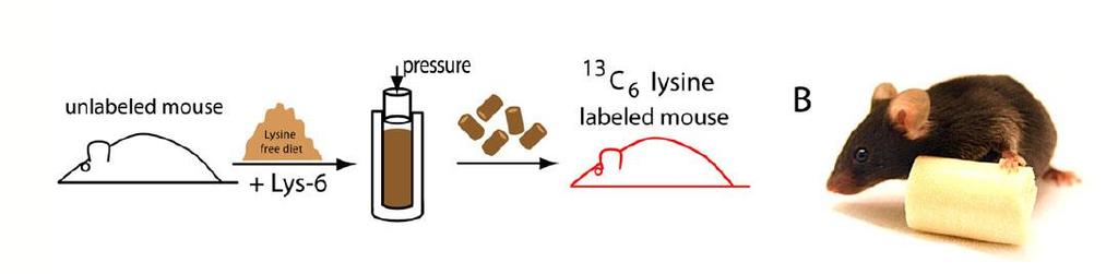 SILAC MYŠ F1 F2 F3-F4 93% 13 C 6 lysine 97% 13 C 6