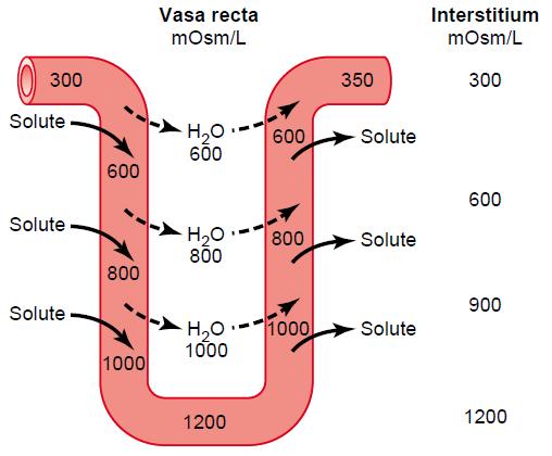 Protiproudový systém ledvin Vznik hyperosmolarity dřeně