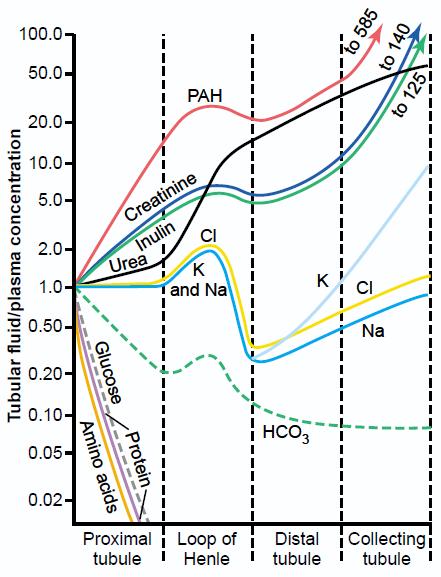 Transport vody v tubulech GFR 180 l/day UFR 1 l/day výrazná sekrece v porovnání s H 2 O UFR 0.
