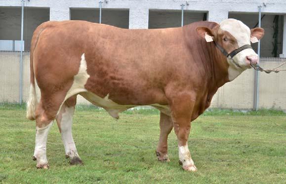 Počty vybraných býků býkem byl HLX 001 Lykke Halifax. První býci z domácí produkce se narodili v roce 1994 a do plemenitby byli vybráni v roce 1995.