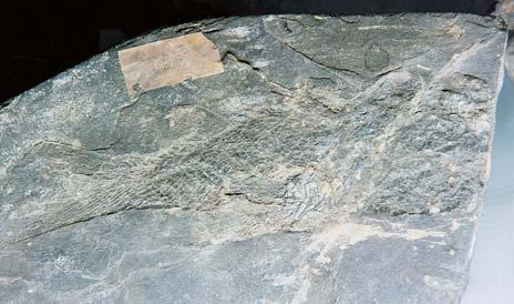 Paleontologické v zkumy jsou zde provádûny jiï od poloviny minulého století. Prof. A.