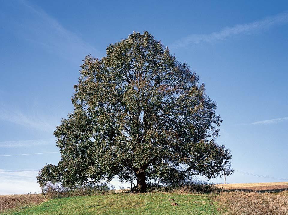Okres Semily. Lípa velkolistá, k. ú. Ko Èálov, p. ã. 770, u nemovitosti nad Ïelezniãní tratí. O: 450 cm, Vs: m, S: 300 let. 3. Lípa malolistá, k. ú. Ko Èálov, p. ã. 890, v poli u kfiíïku z roku 880, v blízkosti silnice Ko Èálov Lomnice nad Popelkou.