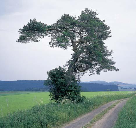 ã. 538, u rybníãku v Ploukonicích. O: 505 cm, Vs: 0 m, S: 00 let. 4. Lípa malolistá Îantova lípa, k. ú. Vysoké nad Jizerou, p. ã. 575, u statku severov chodnû od námûstí.
