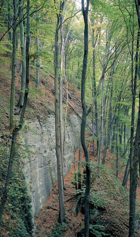 GEOLOGIE Svah údolí Jizery tvofien nestejnû odoln mi vrstvami svrchnokfiídov ch sedimentû (vápnit ch a písãit ch jílovcû, jemnozrnn ch pískovcû, prachovcû atd.) jizerského souvrství (stfiední turon).