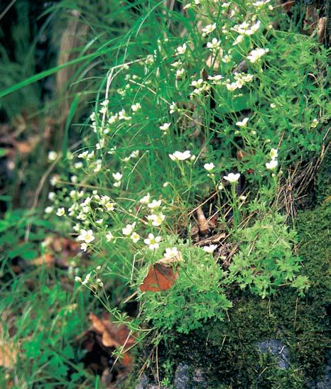 GEOLOGIE Jizera pod Bítouchovem protíná men í masiv drcené albitické Ïuly a vytváfií v nûm soutûsku se skalními stûnami a pilífii aï 40 m vysok mi.