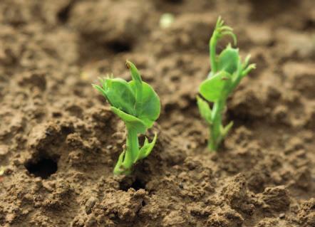 Luskoviny Herbicidy Ochrana porostů luskovin proti nežádoucímu zaplevelení Porosty luskovin, jakožto plodiny s nižším konkurenčním potenciálem, jsou zaplevelovány velkým počtem nežádoucích rostlin