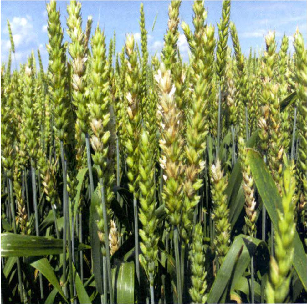 Předplodina ozimá pšenice Ozimá pšenice je v současné době velmi častou předplodinou pro jarní ječmen.