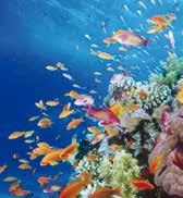 podmořský svět je rájem pro potápěče. Během svých výletů navštívíte úchvatné historické a kulturní památky z dob biblických.