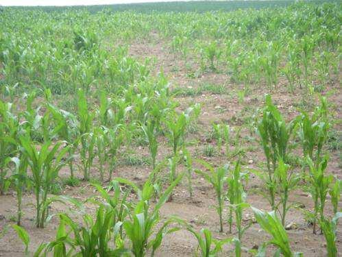snížení kvality zemědělské půdy ztráta humusu (v