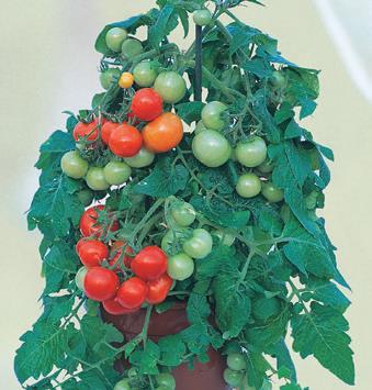 Totem keříčkové rajče vhodné do truhlíků nebo nádob