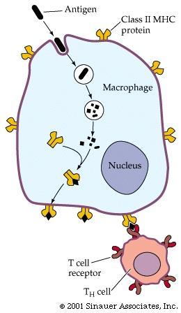 glykoproteiny) Producenti cytokinů (IL-12, TNF-α, IL-1 ) Osteoklasty