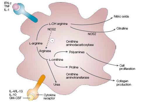 CaMF IFNg, TNFa, IL-12 bakteriální LPS exprese inos produkce NO pro-zánětlivá aktivita podporuje Th1 odpověď mikrobicidní aktivita AaMF IL-4, IL-13, IL-10, TGF komplexy Ag-Ab
