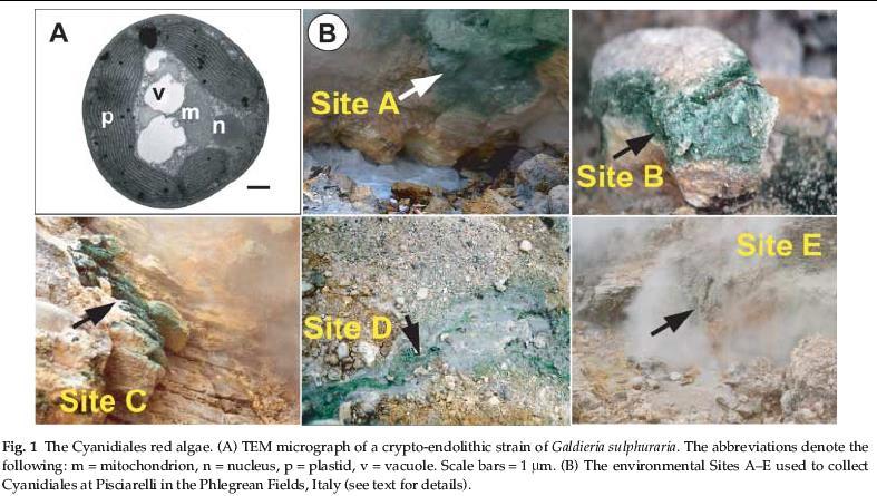 - Předek cyanidiofyt žil pravděpodobně v termálním a acidickém prostředí - Novější jsou invaze terestrických a