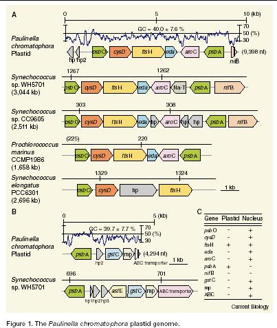 chromatophora alignment