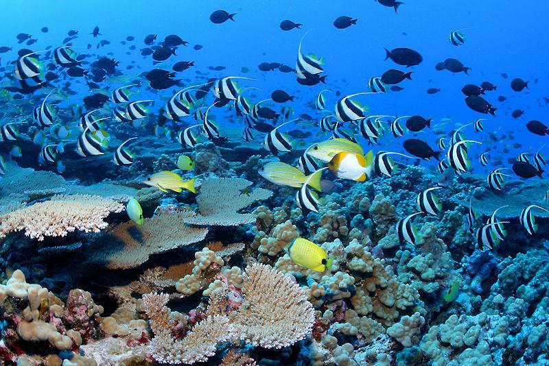 Co tvoří korálový útes?