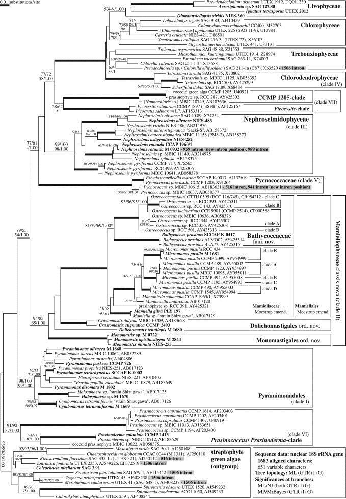 Chlorodendrophyceae Nephroselmidophyceae Pycnococcaceae Mamiellophyceae