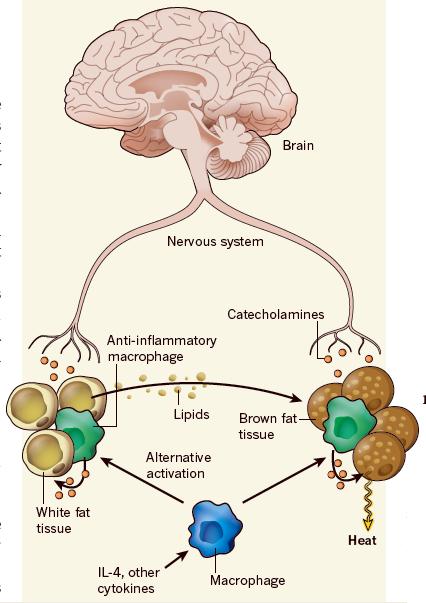 Regulace netřesové termogeneze v BAT INDUKTOR katecholaminy / noradrenalin / norepinefrin (stressové