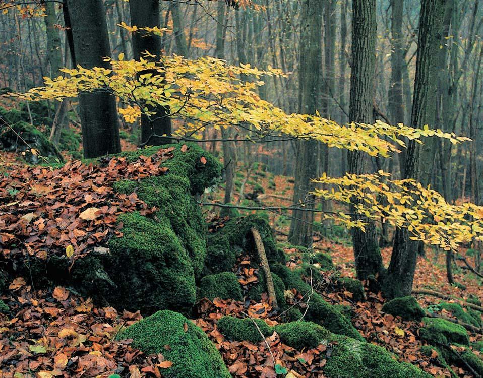 686-74_MK_uzemi.4.008 8:3 Stránka 700 4 5 pují teplomilnûj í druhy. Pfievládá habr obecn (Carpinus betulus) s vtrou en m dubem zimním (Quercus petraea), vbylinném podrostu napfi.