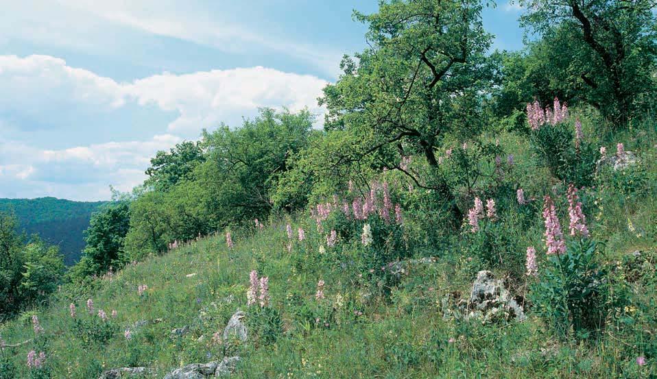 V horních partiích údolí, zejména na Lysé hofie, jsou vyvinuta krapová pole. PfieváÏnou ãást území rezervace pokr vá rendzina typická (na v chozech vápencû i velmi mûlká rendzina litická).
