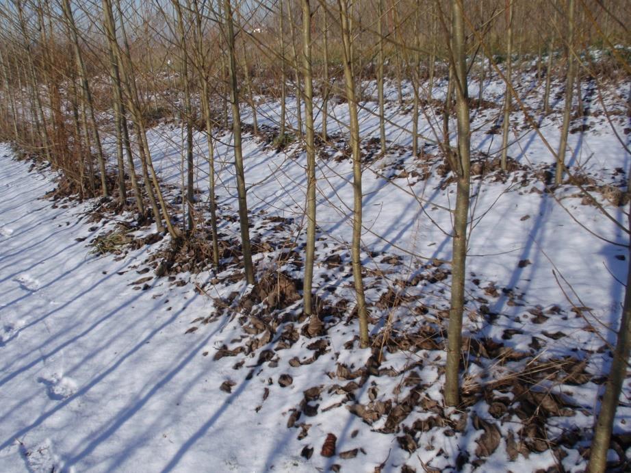 Výmladkové plantáže rychle rostoucích dřevin (vrby a topoly, např.