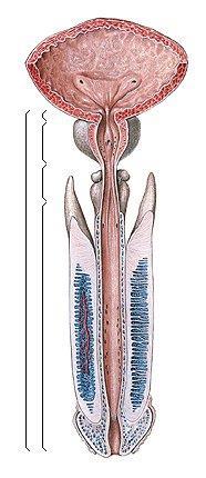 corpus cavernosum Pars intramuralis