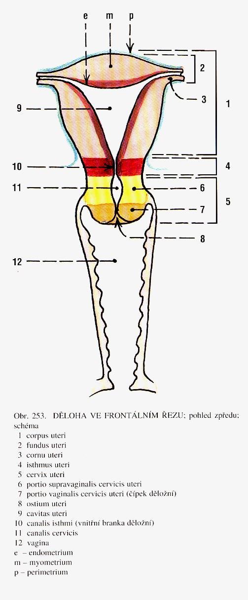 e endometrium sliznice m myometrium hladká