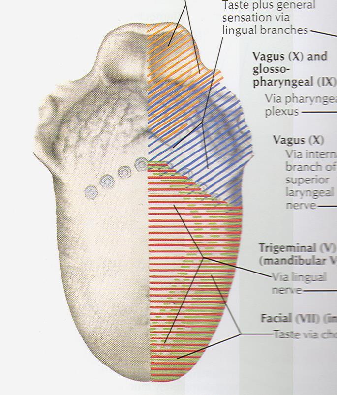 glossoepigloticae tonsilla ling.