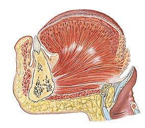 palatoglossus Intraglossální svaly - trojrozměrná síť snopců v jazyku,