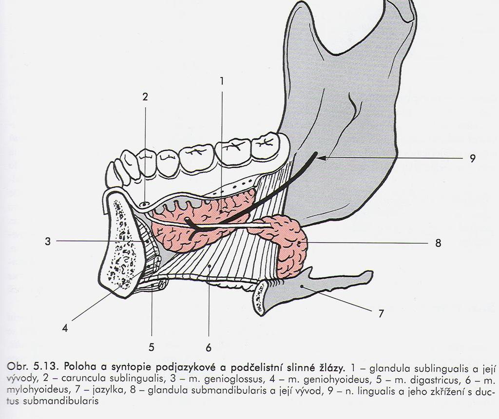 caruncula sublingualis.