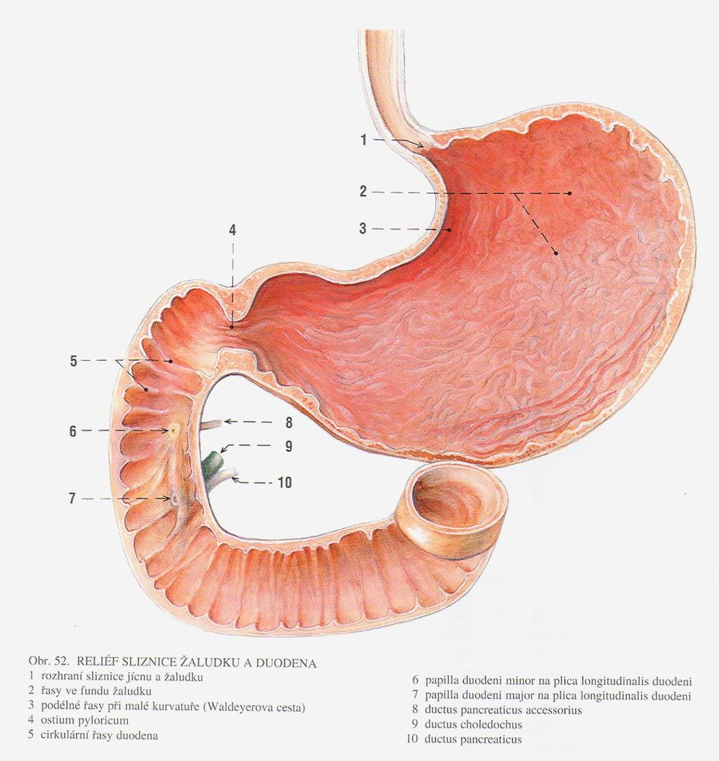 Sulcus salivatorius (Waldayerova cesta) pylorus ductus