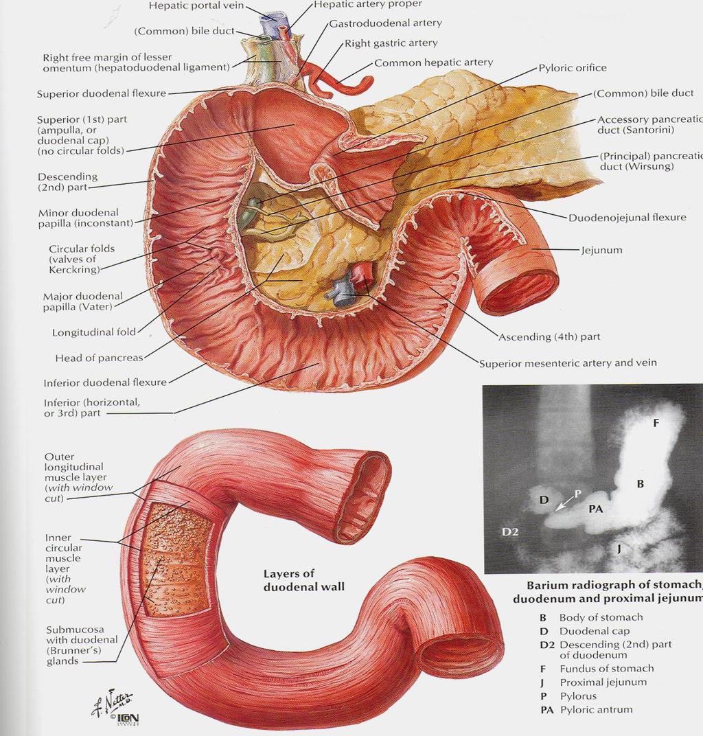 ductus choledochus DUODENUM ductus