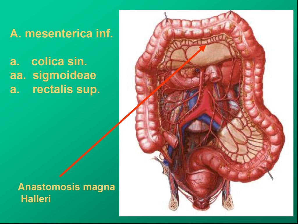 Mesocolon